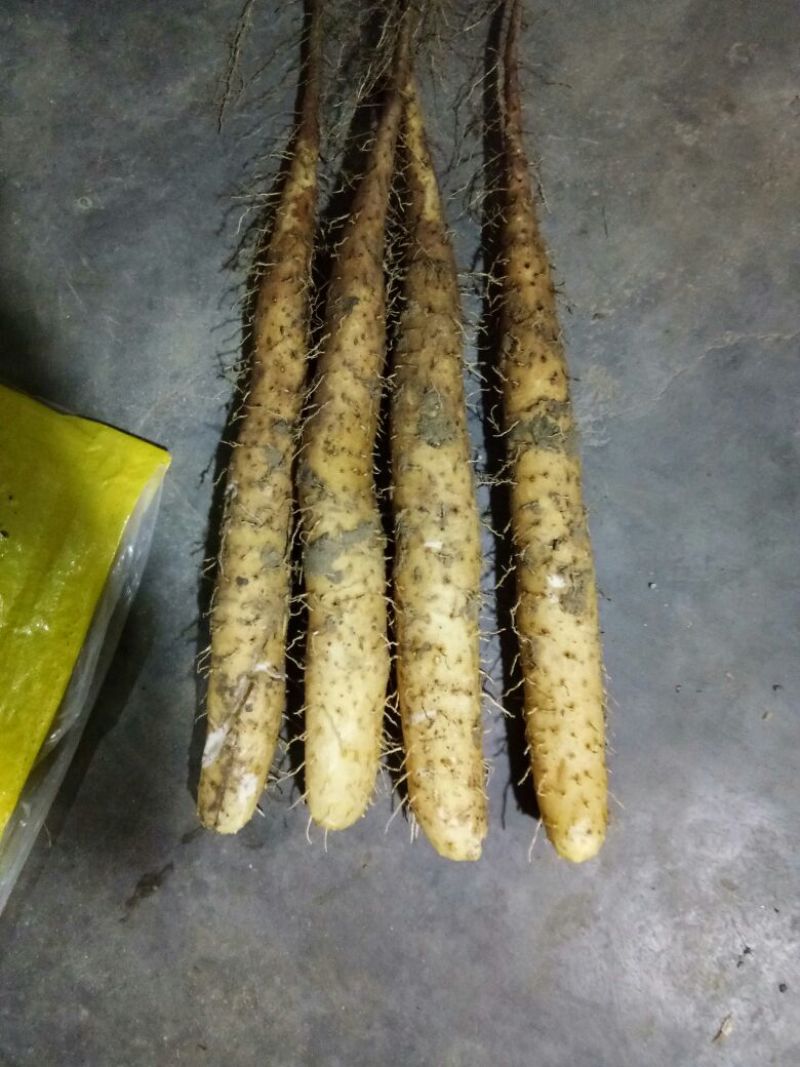 白玉山药3~4厘米一级通货20~30厘米