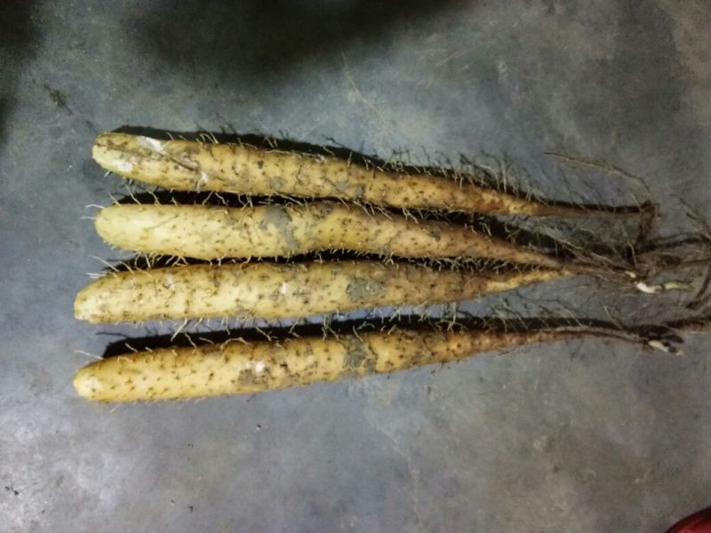 白玉山药3~4厘米一级通货20~30厘米