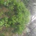 四川眉山大量出售2—3公分春见杯苗和地苗