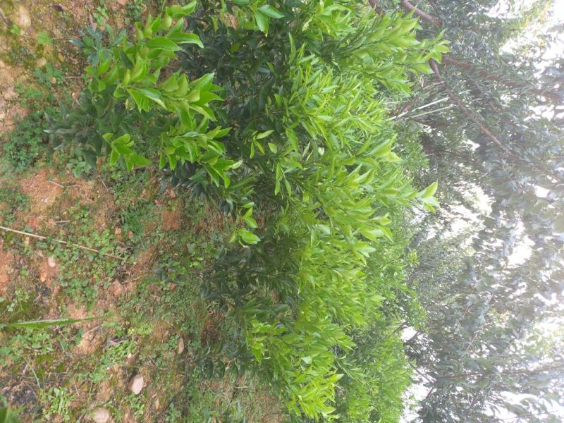 四川眉山大量出售2—3公分春见杯苗和地苗