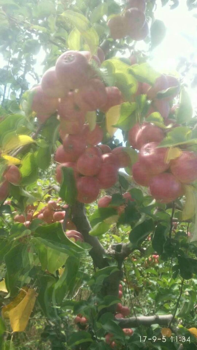 赤峰123小苹果，黄太平沙果。