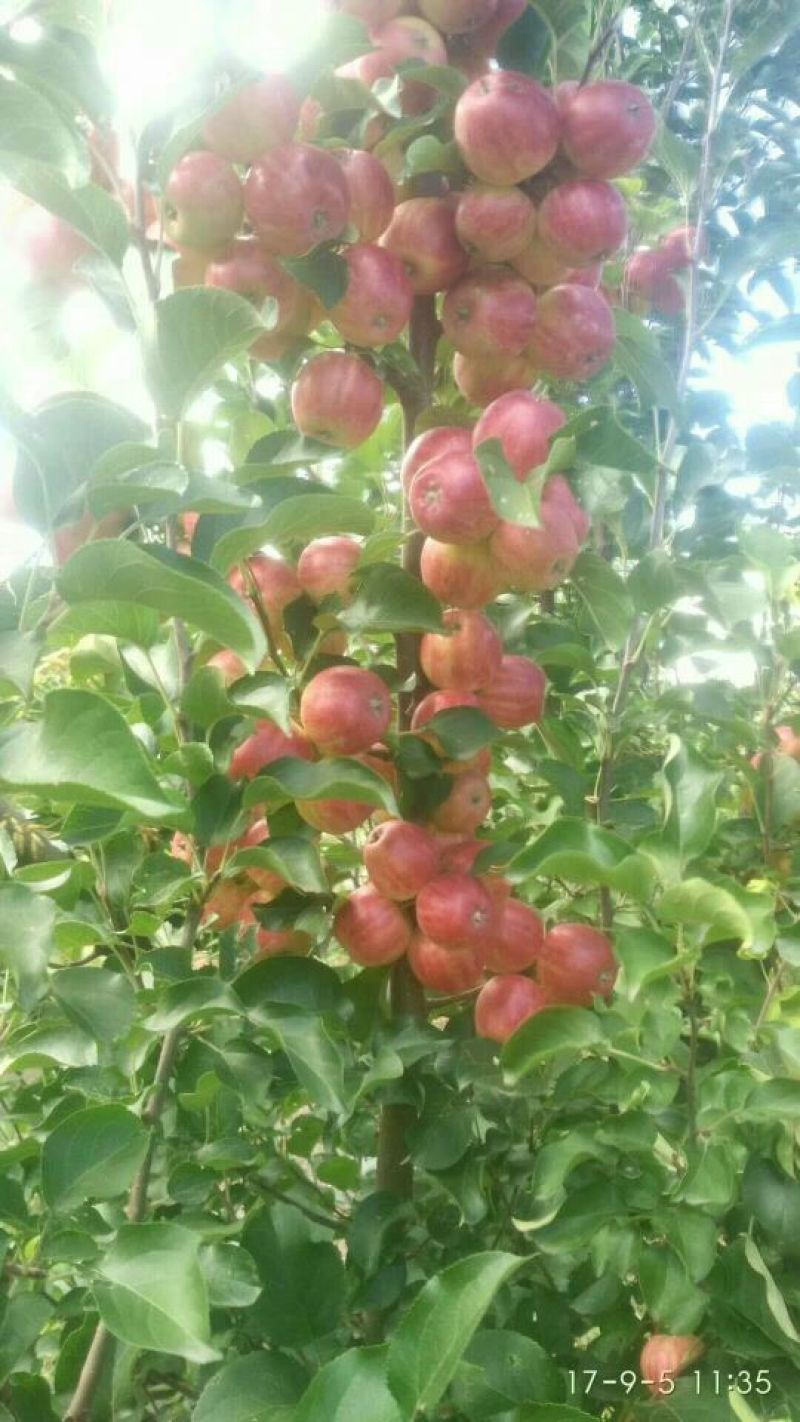 赤峰123小苹果，黄太平沙果。
