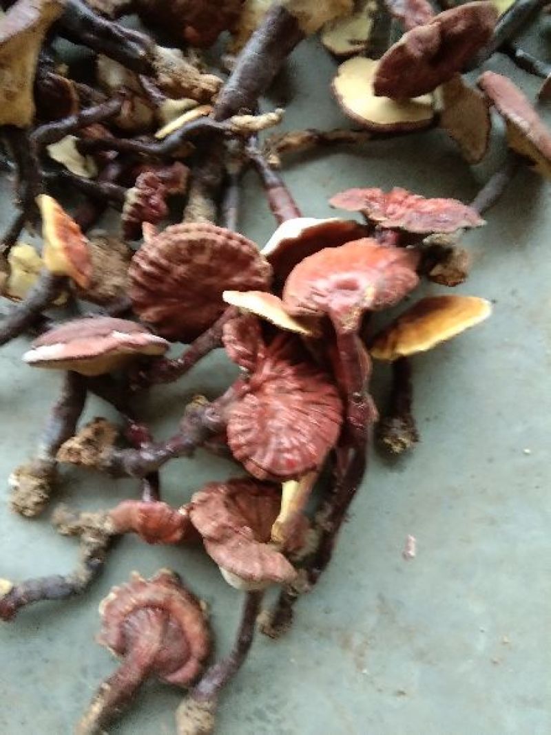 灵芝，野生灵芝批发，产地直供，大理供应，全国包邮包退包换