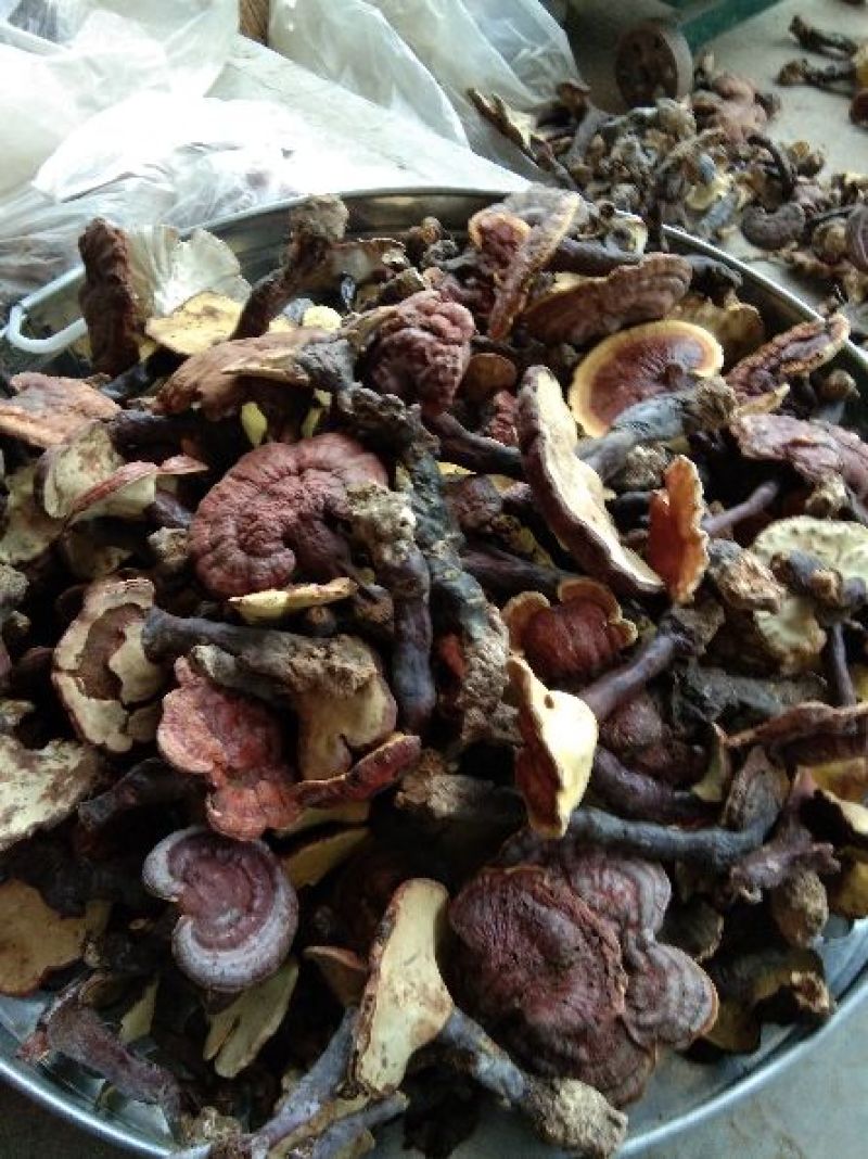 灵芝，野生灵芝批发，产地直供，大理供应，全国包邮包退包换