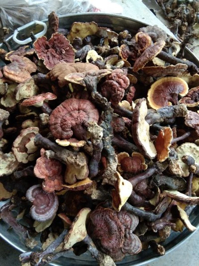 灵芝，野生灵芝批发，产地直供，大理供应，全国包邮包退包换
