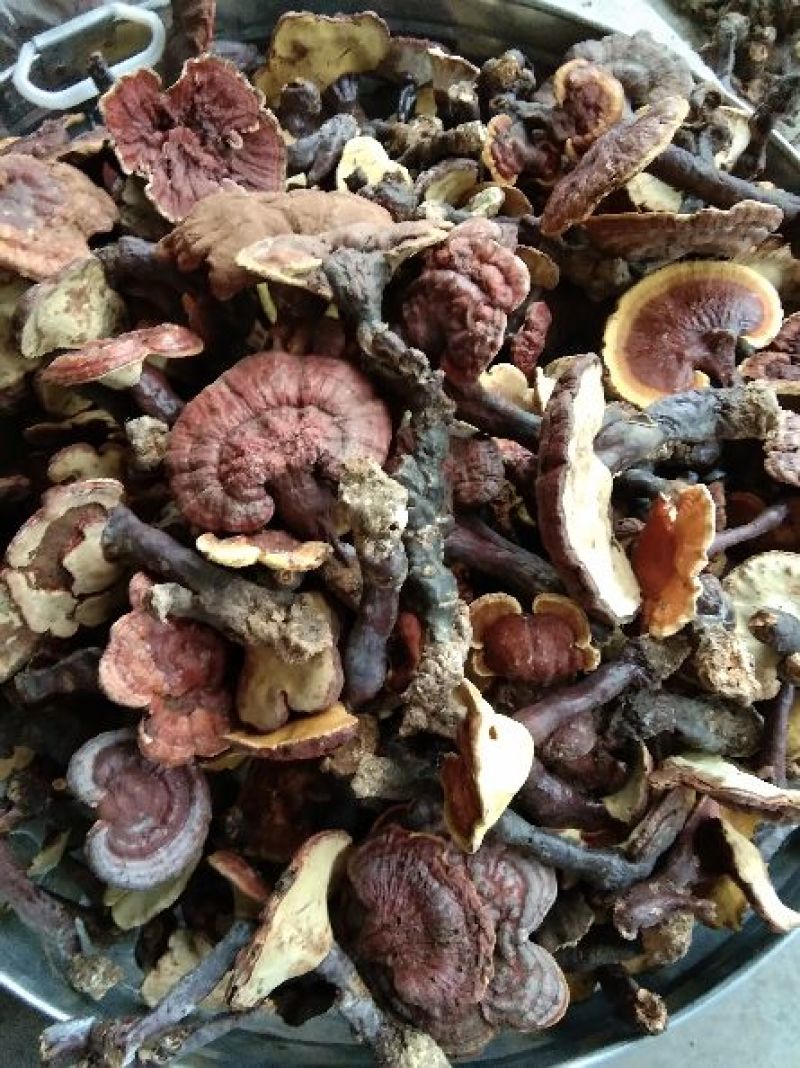 灵芝，野生灵芝批发，产地直供，大理供应，全国包邮包退包换