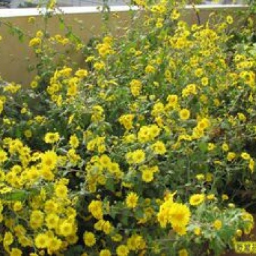 野菊花