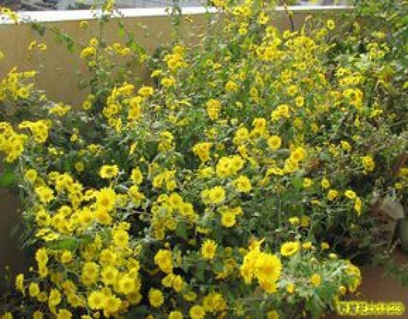 野菊花
