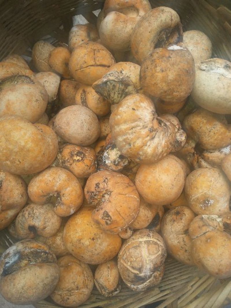 野生菌