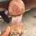 野生菌