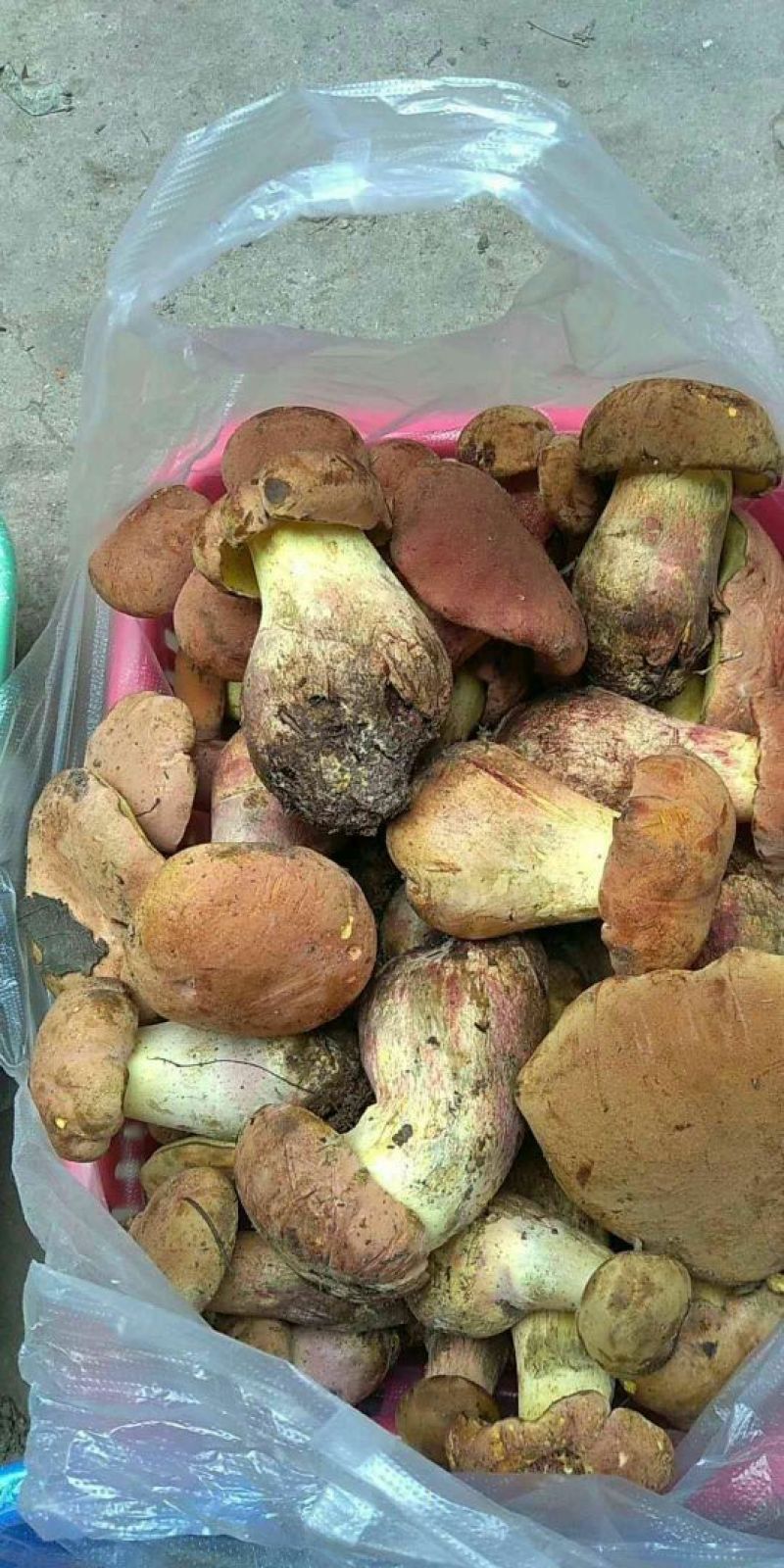野生菌