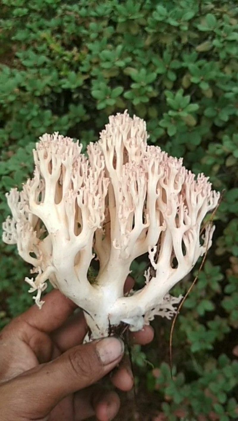 野生菌