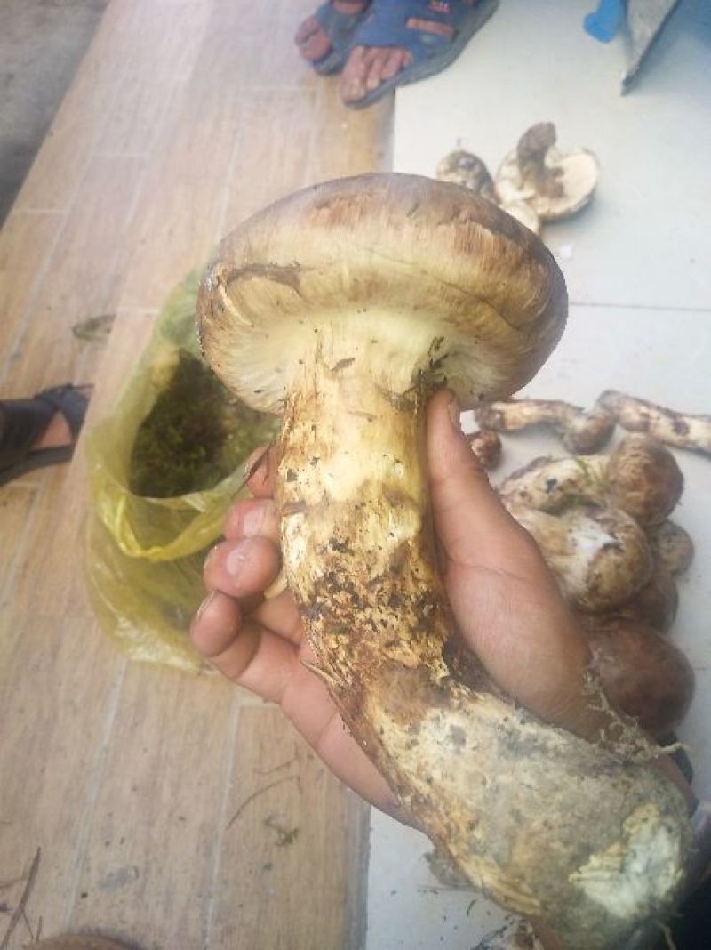 野生菌