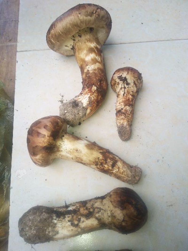 野生菌