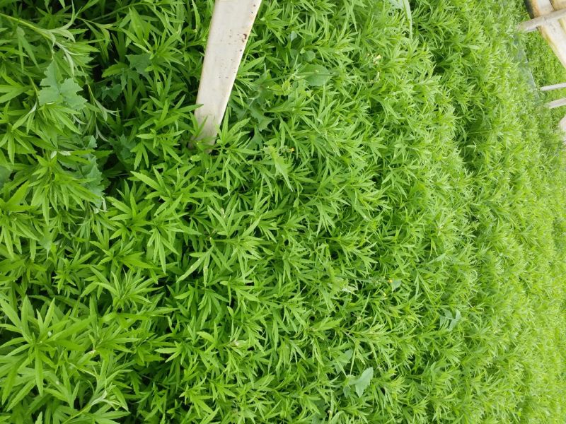 百亩基地芦蒿，散装，代装，品质保证，量大从优，全国可发。
