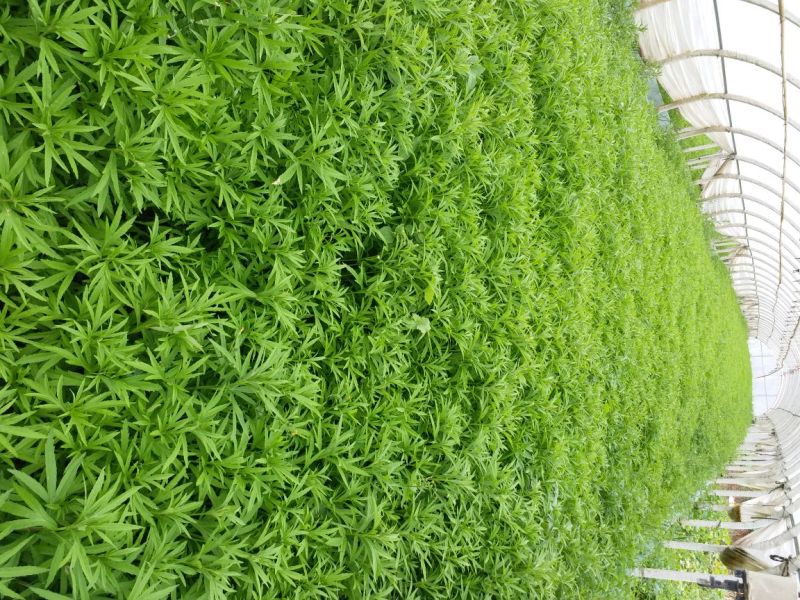 百亩基地芦蒿，散装，代装，品质保证，量大从优，全国可发。