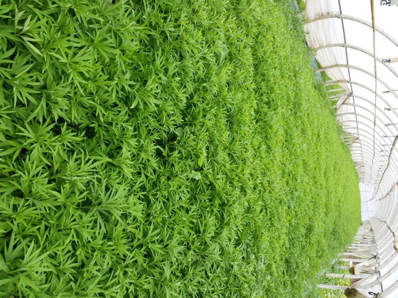 百亩基地芦蒿，散装，代装，品质保证，量大从优，全国可发。
