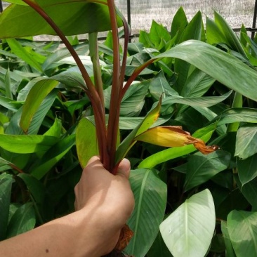 香蕉苗红香蕉苗粉蕉苗威廉斯b6香蕉矮化香蕉苗