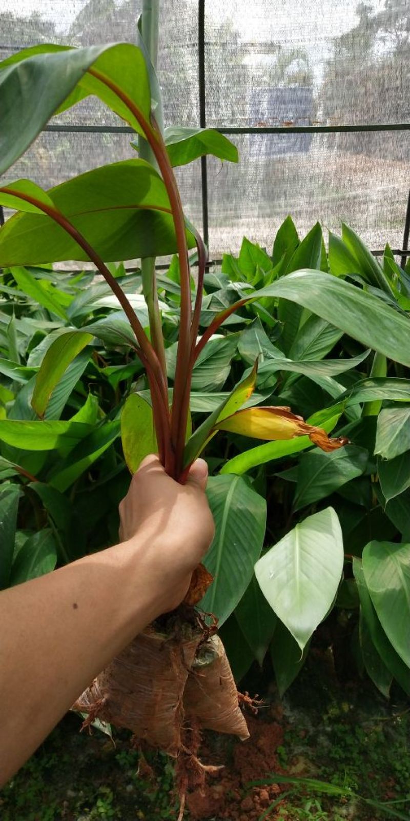 香蕉苗红香蕉苗粉蕉苗威廉斯b6香蕉矮化香蕉苗