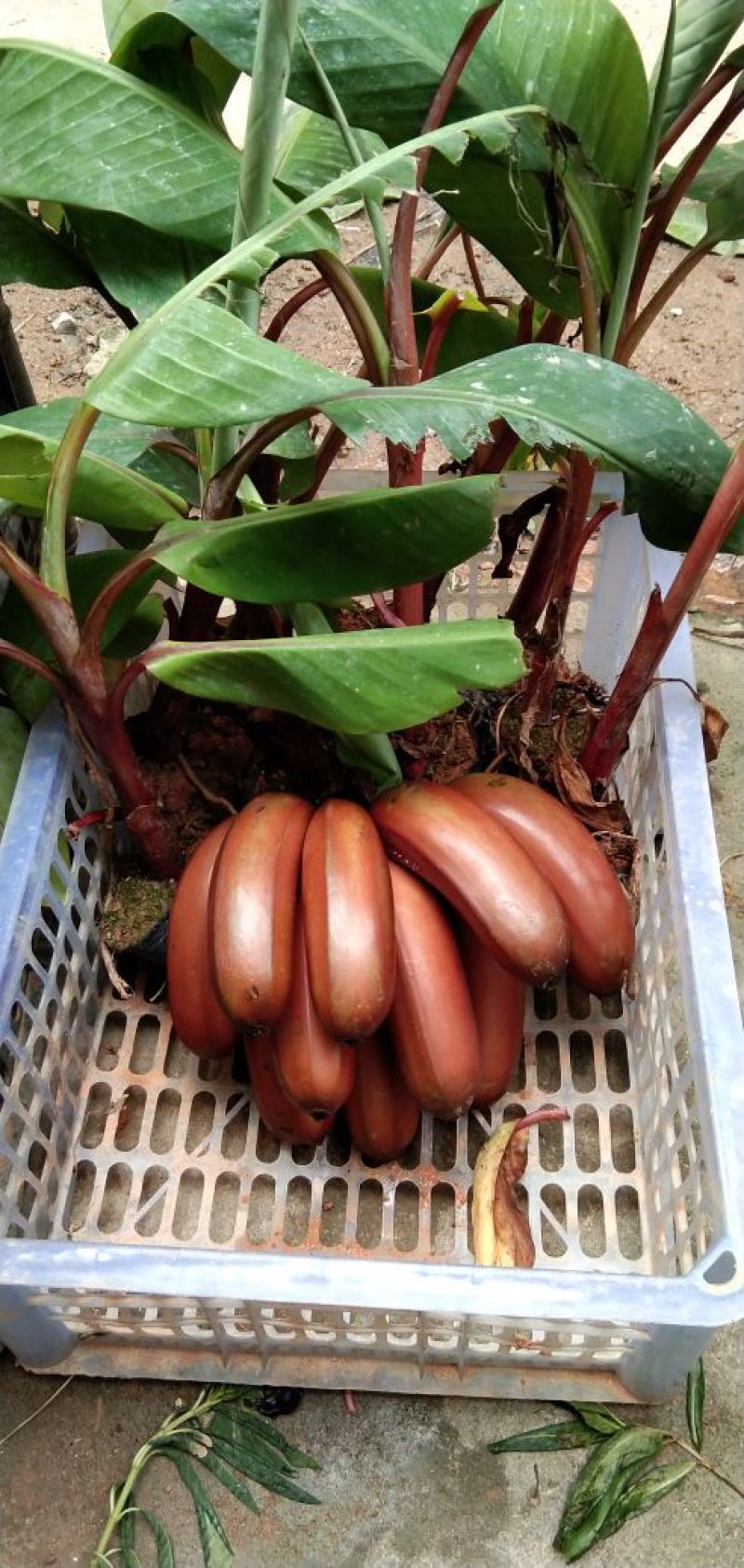 香蕉苗红香蕉苗粉蕉苗威廉斯b6香蕉矮化香蕉苗