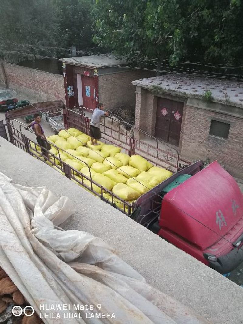 灵芝粉，灵芝草