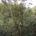 映山红杜鹃花树