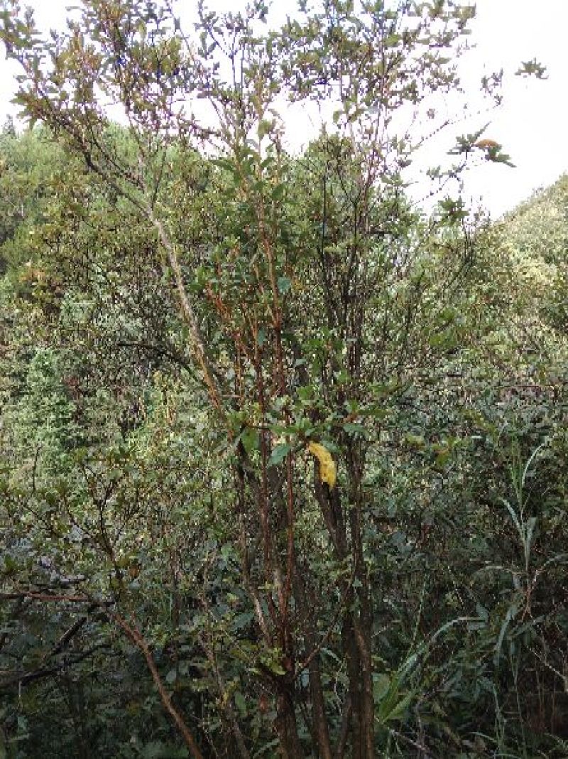 映山红杜鹃花树