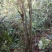 映山红杜鹃花树
