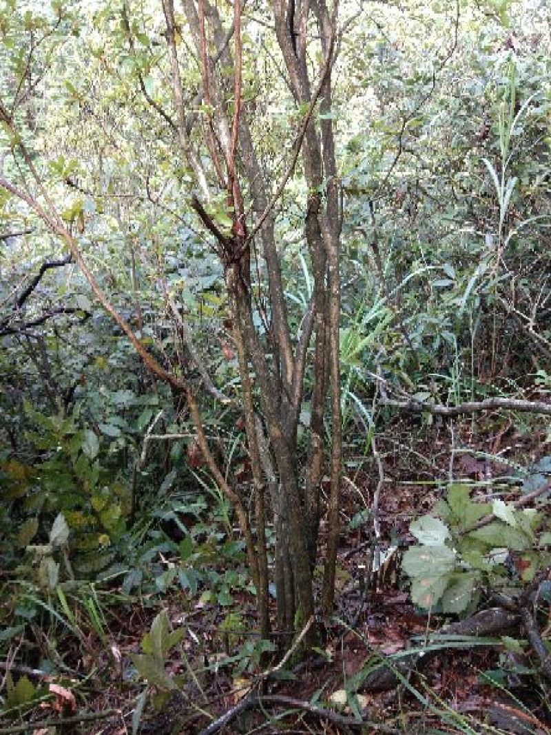 映山红杜鹃花树