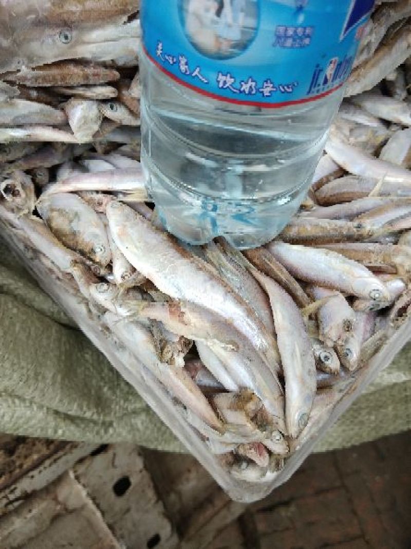 饲料鱼，有要的来……
