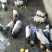 长期供应巴马香猪(种猪，商品猪，乳猪)