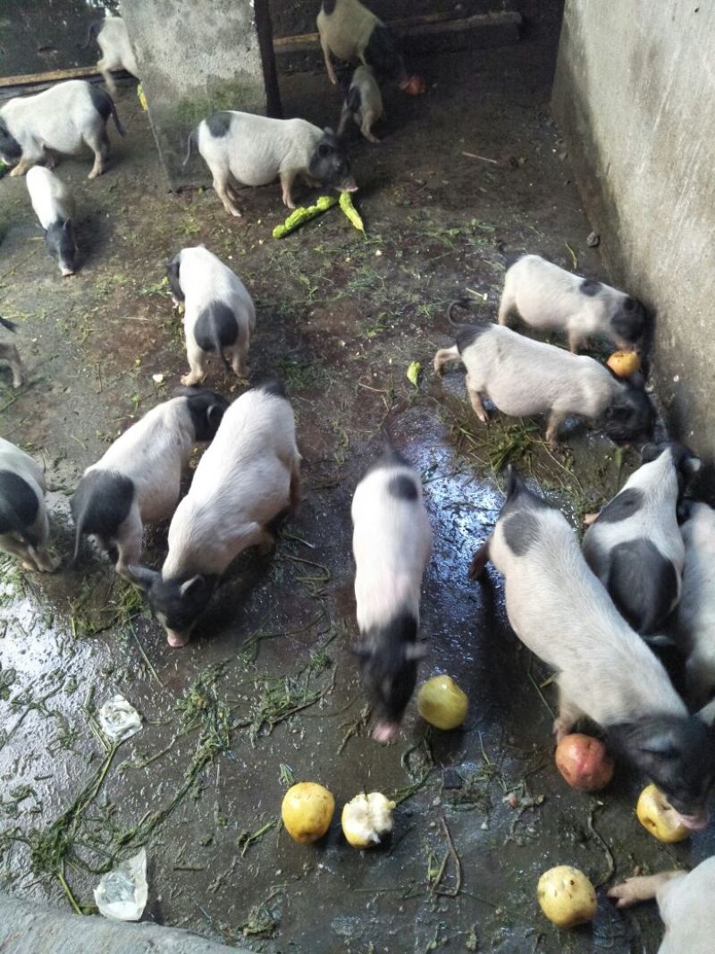 长期供应巴马香猪(种猪，商品猪，乳猪)