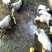 长期供应巴马香猪(种猪，商品猪，乳猪)
