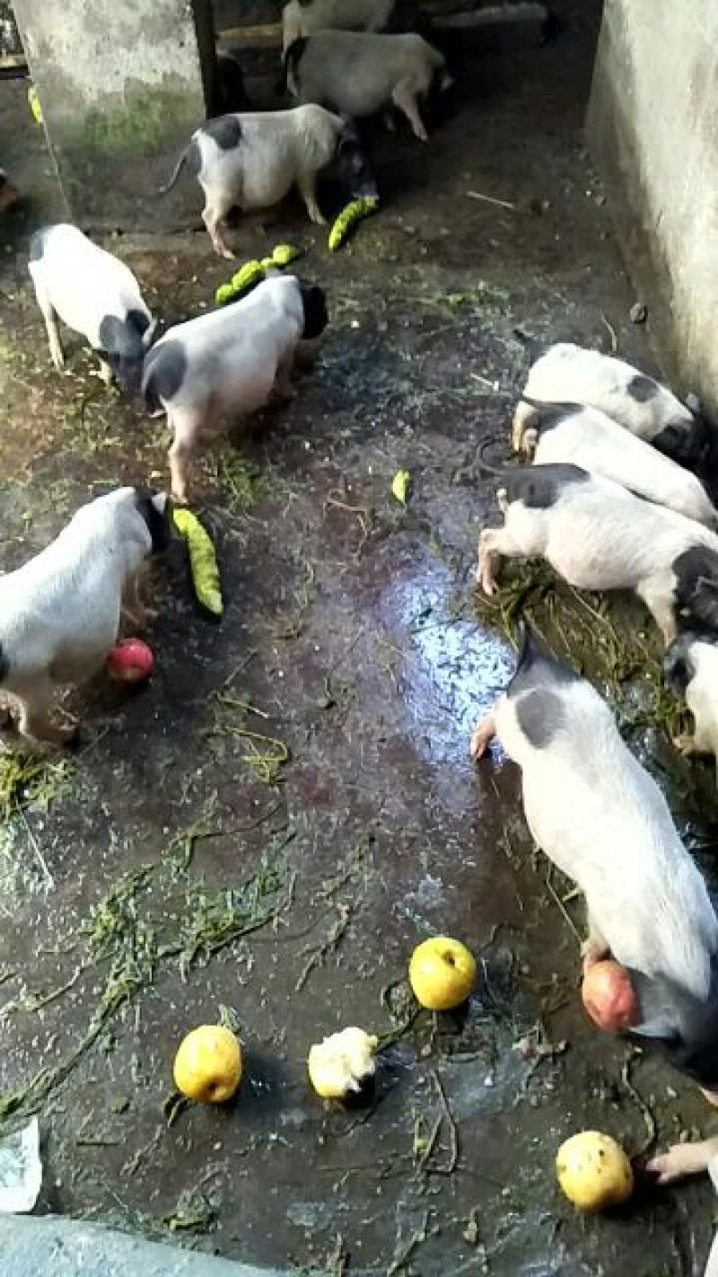 长期供应巴马香猪(种猪，商品猪，乳猪)