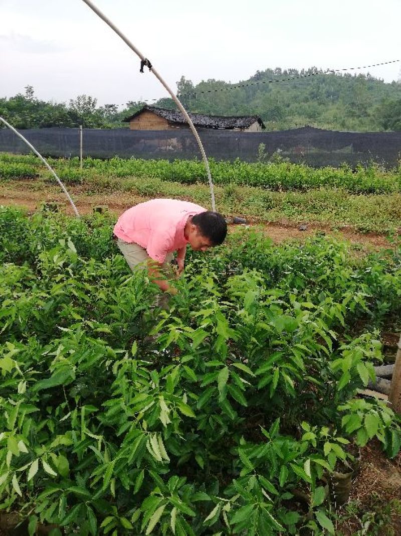 香橙沃柑苗杯苗品种纯正成活率高产地一手货源