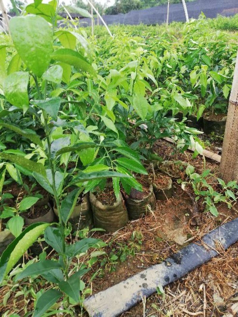 香橙沃柑苗杯苗品种纯正成活率高产地一手货源