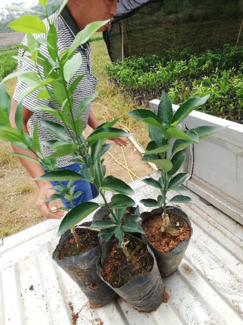 香橙沃柑苗杯苗品种纯正成活率高产地一手货源