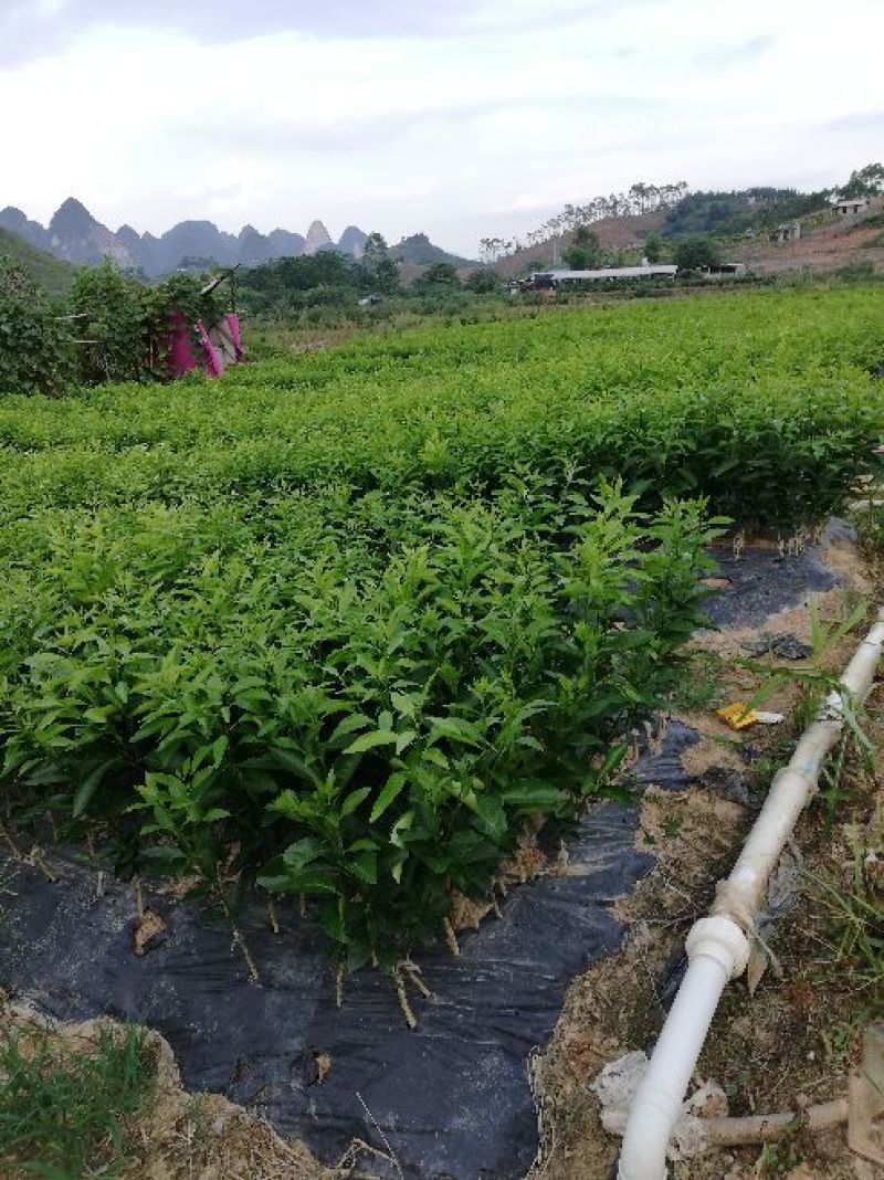 091无核沃柑一级苗百株包邮正品保障（免费技术支持）