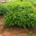 黄金百香果苗正宗巴乐味高产高甜度百香果苗