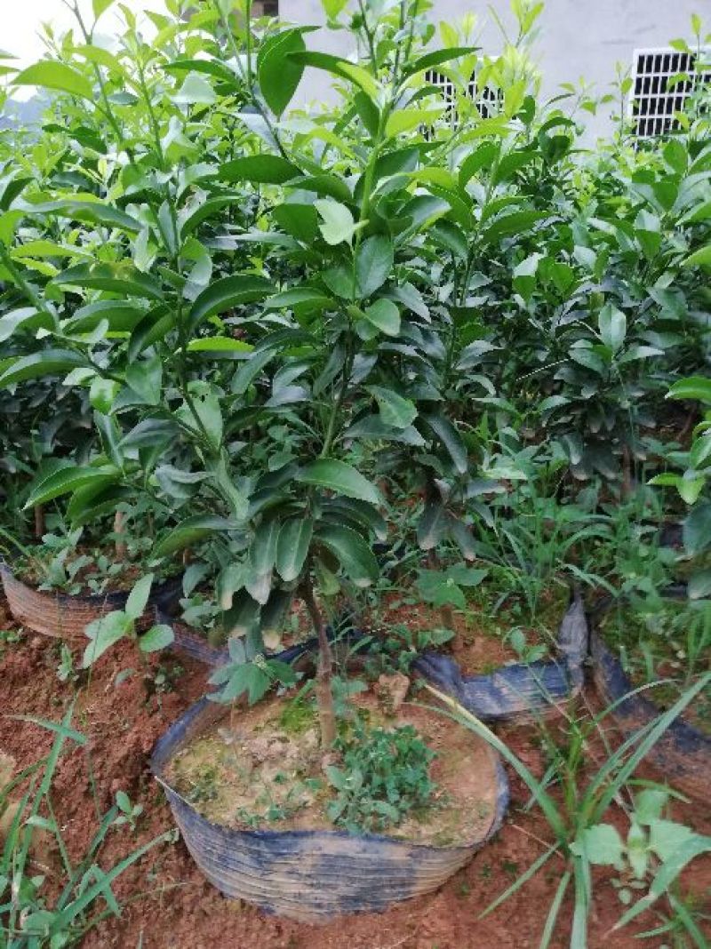 沙糖桔苗杯苗全程技术支持现挖现发