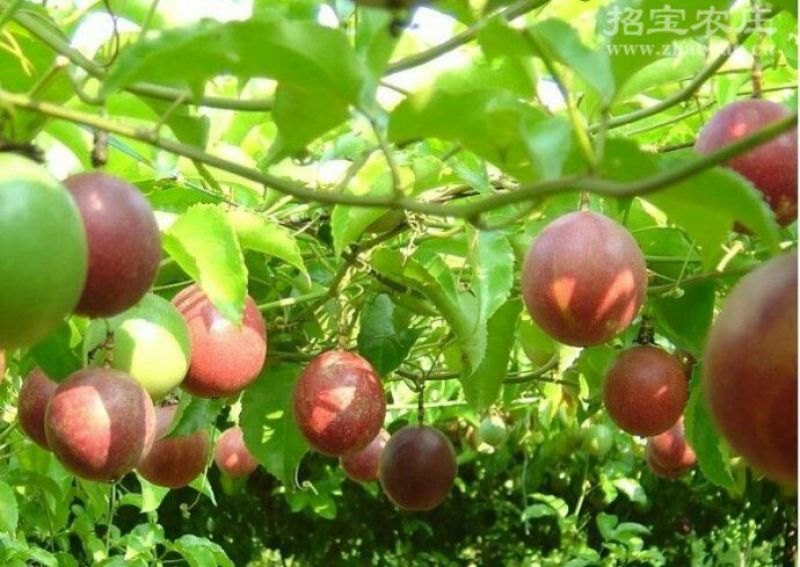 百香果紫香一号五斤装