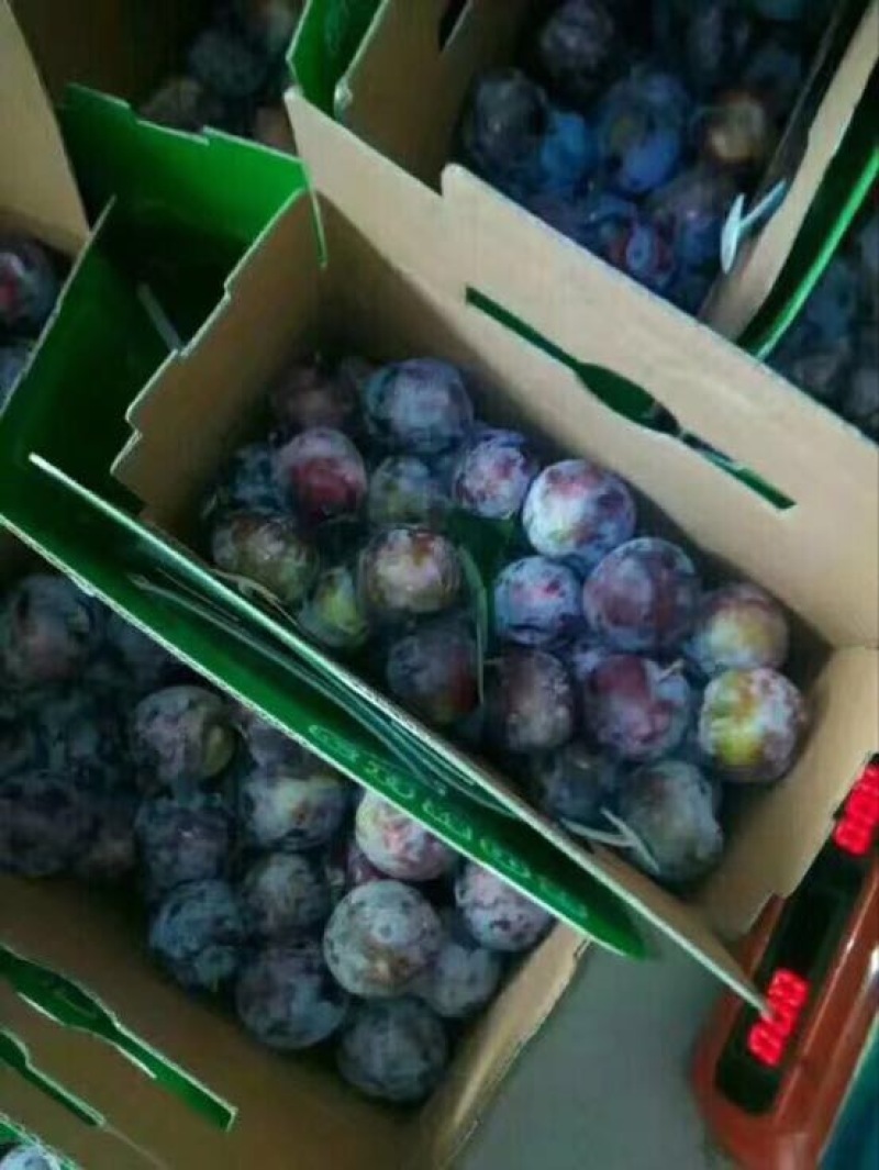 脆红李大量上市，大小单都接，可以代办