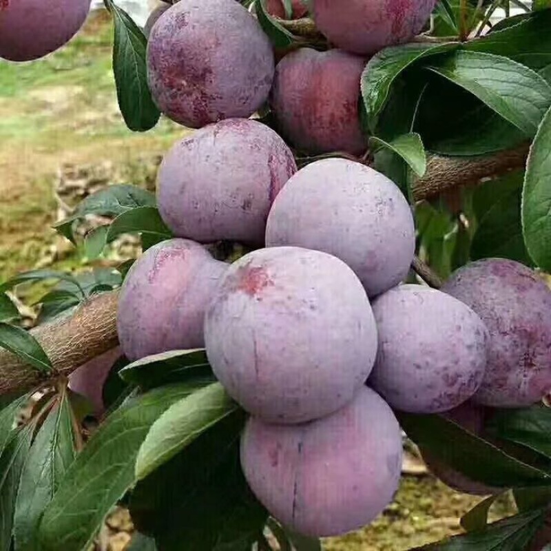脆红李大量上市，大小单都接，可以代办
