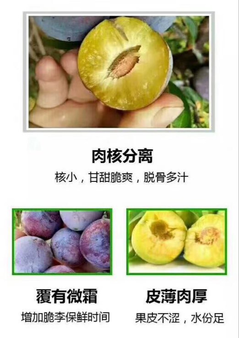 脆红李大量上市，大小单都接，可以代办