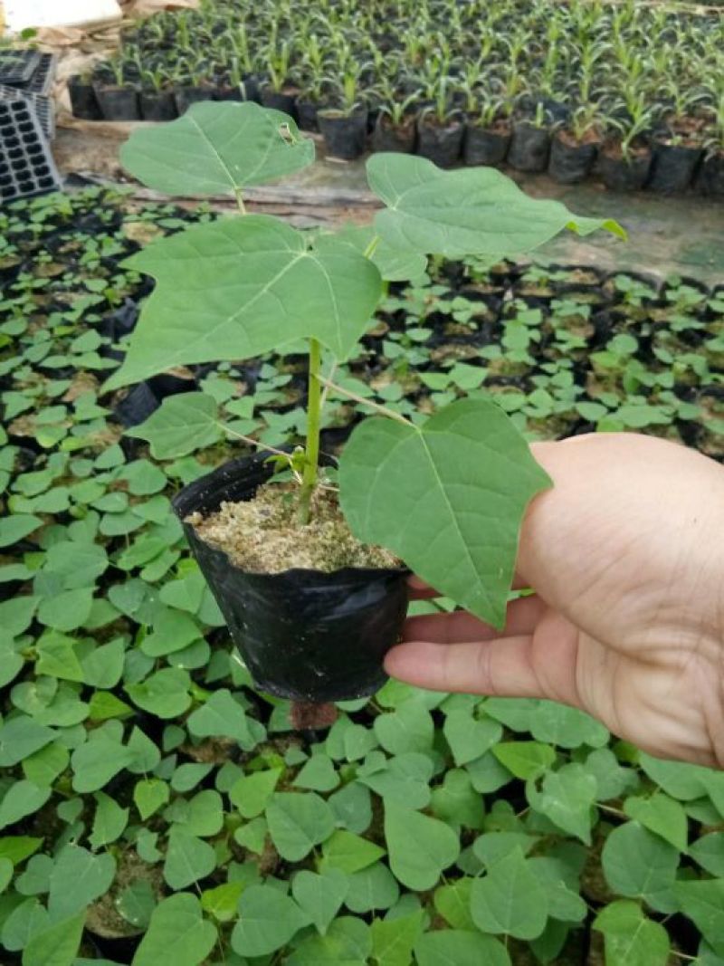 精品种苗木瓜苗华农一号水果木瓜组培苗基地直供