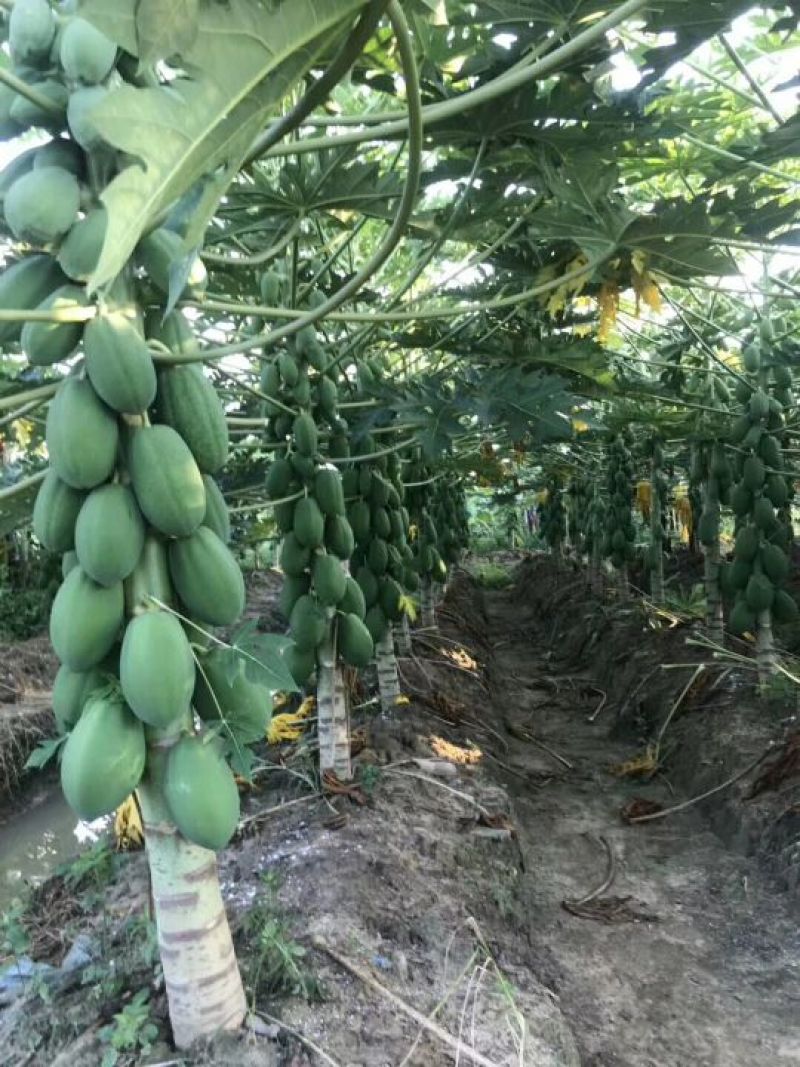 精品种苗木瓜苗华农一号水果木瓜组培苗基地直供
