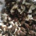 白玉蜗牛