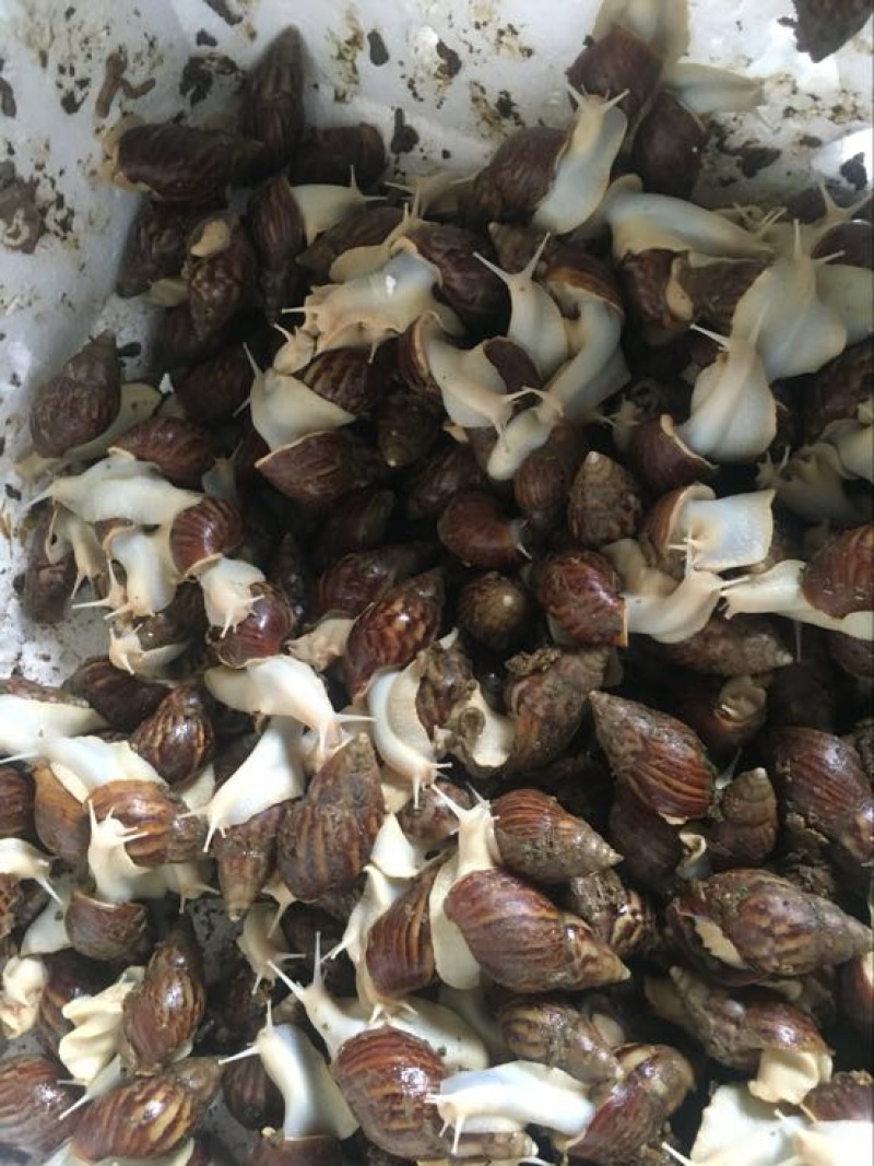 白玉蜗牛
