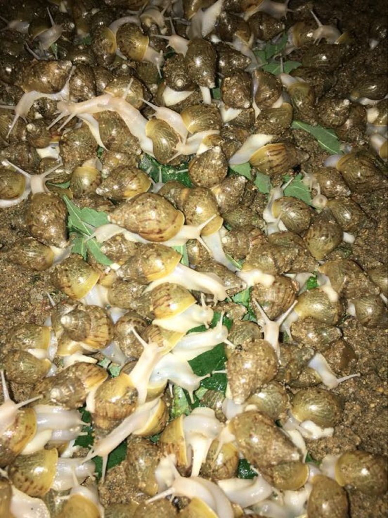 白玉蜗牛