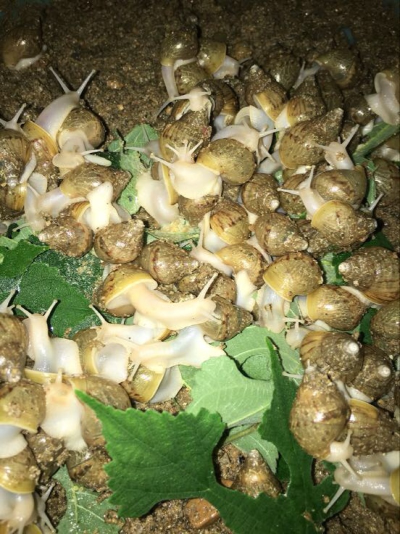 白玉蜗牛